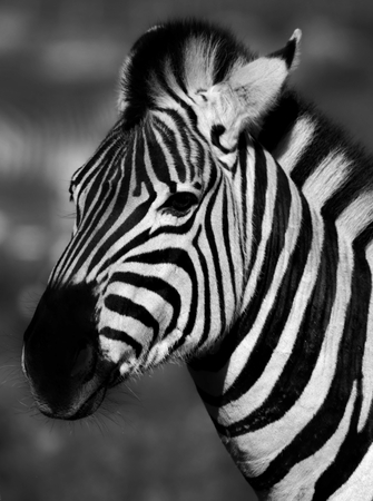 Close up of a zebra on a meadow