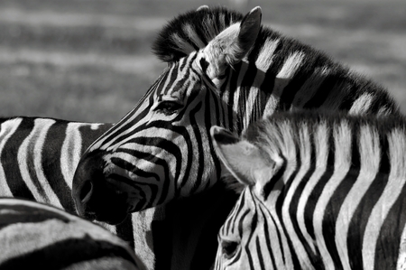 Close up of a playful group of zebras