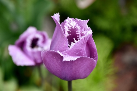 Close up of beautiful tulips in the spring sun