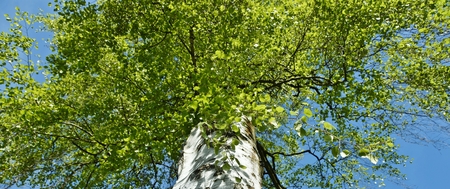 Birch with beautiful fresh green spring leaves