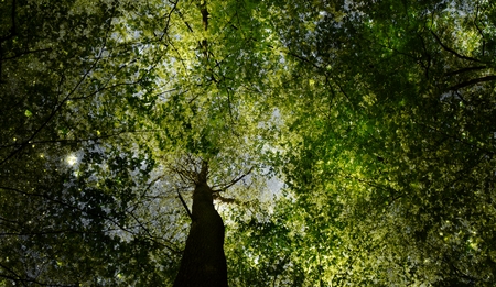 Landscape with spring green beech trees in sunlightの写真素材