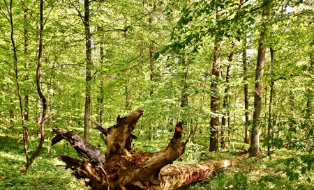 Landscape with spring green beech trees in sunlight