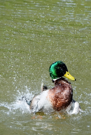 Close up of a male wild duckの写真素材