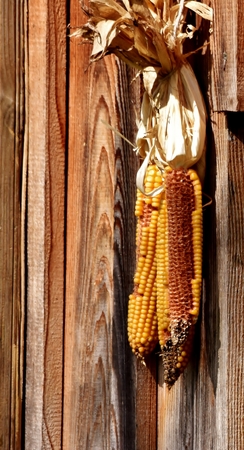 Close up of Maize in the winter sunの写真素材