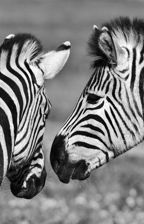 Close up of two zebras in black and whiteの写真素材