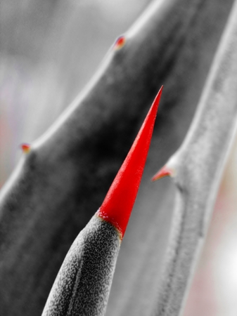 Macro image of redthorn on green agave leafの写真素材