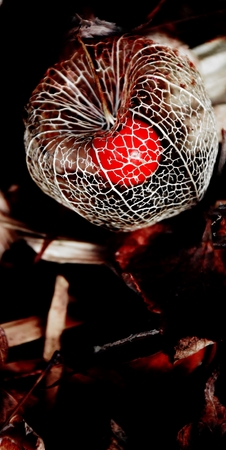 Close up of a red winter cherryの写真素材