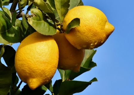 Close up of yellow lemons on a treeの写真素材