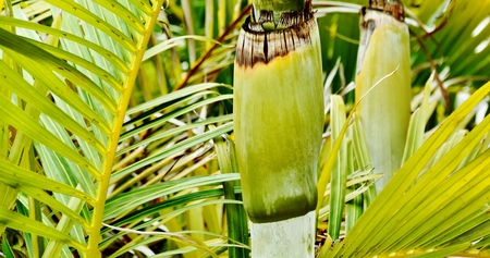 Close up of Bamboo Palm Tree stemsの写真素材