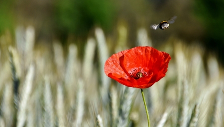 red Poppies in a spring cornfield in sunshineの写真素材