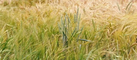 Landscape with wheat field in Spring sunshineの写真素材