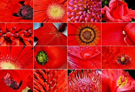 Close up of different red blossoms in sunlightの写真素材