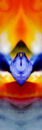 Close up of a stelitzia reginae flowerの写真素材