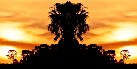 Landscape with palm trees and evening sky at sunsetの写真素材