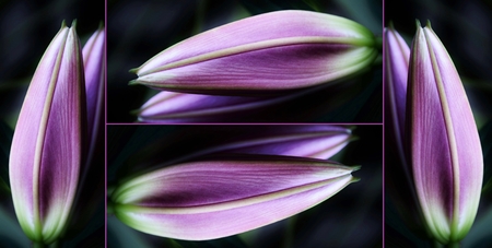 Close up of beautiful fresh Lily Budsの写真素材