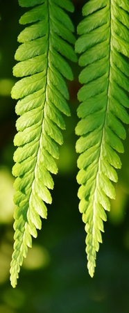 Close up of Fern in bright sunlight