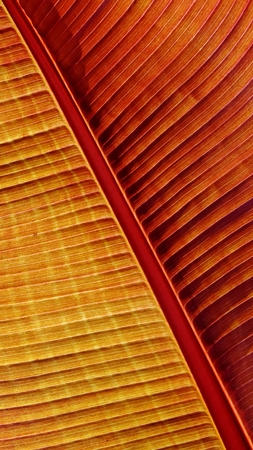 Close up of a colorful new banana leafの写真素材