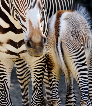 Close up of zebra mother and calfの写真素材