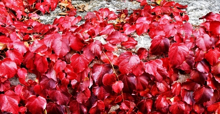 Close up of beautiful red fall leavesの写真素材