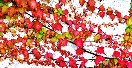 Close up of beautiful autumn colored Ivyの写真素材