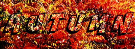 Staghorn sumac leaves close upの写真素材