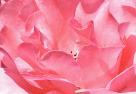 Close up of a beautiful pink roseの写真素材