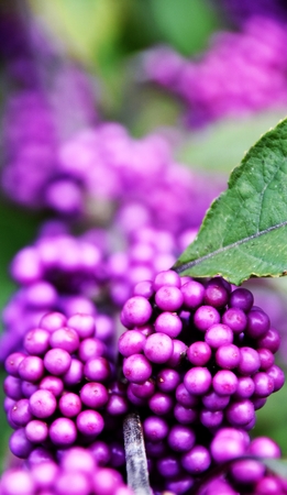 Close up of purple berries on an autumn morningの写真素材