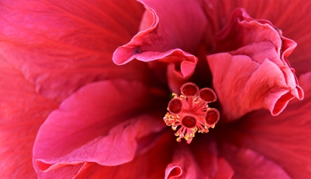 Close up of a beauiful burgundy red hibiscus blossomの写真素材