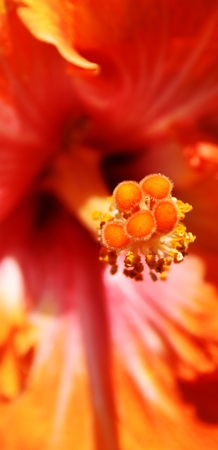 Close up of a beauitful orange hibiscus blossomの写真素材