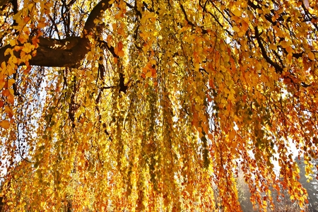 Beech leavesの写真素材