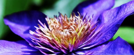 Close up of a blue clematis blossomの写真素材