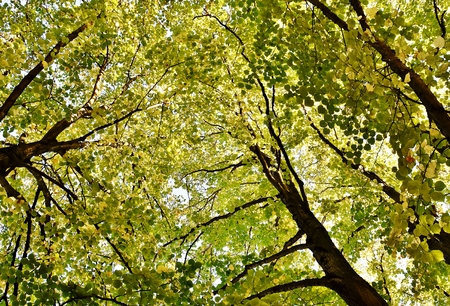 roof top of Autumn colored beech trees