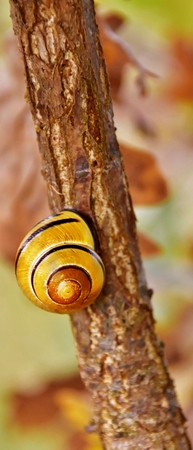 Close up of a little yellow Snail houseの写真素材