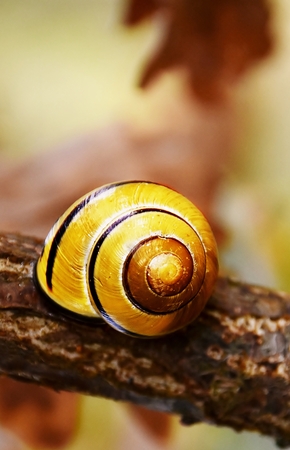 Close up of a little yellow Snail house