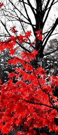 Close up of beautiful red maple leaves