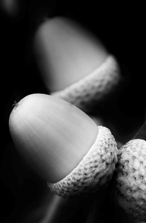 Close up of acorns on a treeの写真素材
