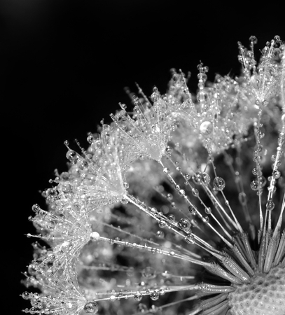 Dandelion with sparkling dew dropsの写真素材