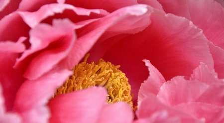 Close up of a beautiful pink peony blossomの写真素材