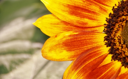 Close up of a yellow sunflower
