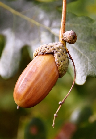 Close up of acorns on a treeの写真素材