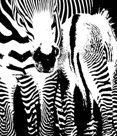 Close up of zebra mother and calfの写真素材