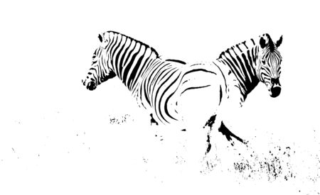 Close up of zebra in black & whiteの写真素材