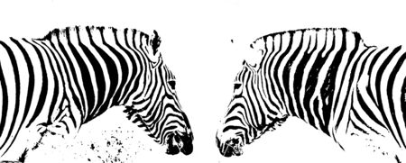 Close up of zebra in black & whiteの写真素材