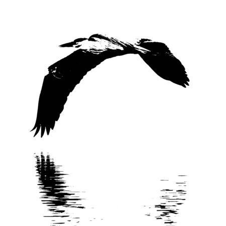 A gray Heron flying over the mountain riverの写真素材