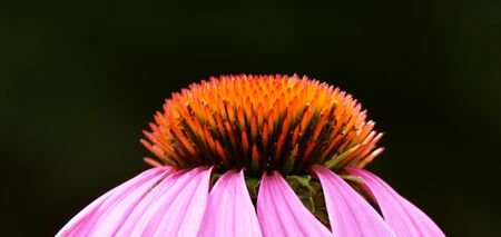 Close up of a beautiful pink coneflower blossom