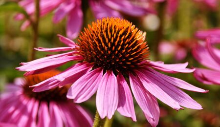Close up of beautiful pink coneflower blossomsの写真素材