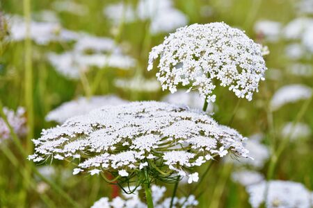 Close up of wild carrots in summerの写真素材
