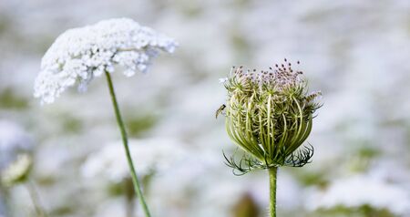 Close up of wild carrots in summer