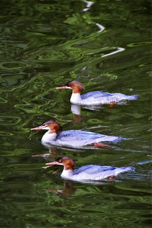 Close up of common merganser females on a riverの写真素材