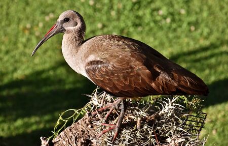 Close up of a big Hadeda Ibis